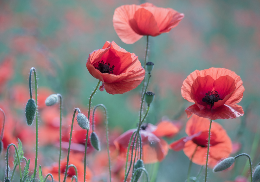 Field of poppies