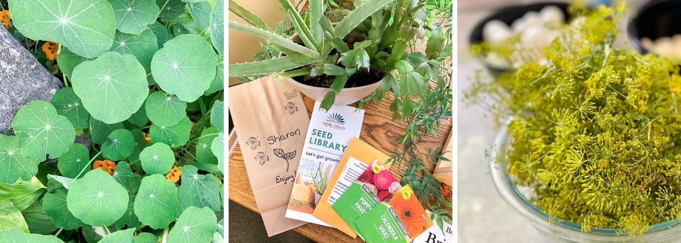 Plants grown from our seed library